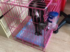 -翊宠yipet猫狗购宠庄园犬舍•猫舍