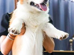 -汪说·狗咖(旺城大厦店)