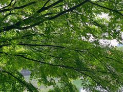 -嘉定紫藤园
