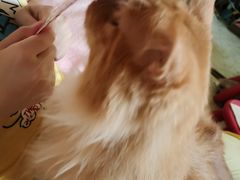 -纳吉亚猫专科动物诊疗中心(蒋宅口分院)