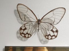 -上海昆虫博物馆