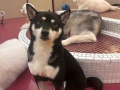 -和它·交个朋友·狗咖猫咖(爱琴海店)