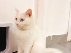-Heymao猫咖.咖啡厅(东门店)