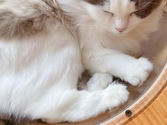 -猫在这儿猫咪咖啡馆·撸猫馆