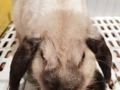 -猫猫幼稚园·撸猫·桌游·电玩