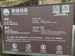 -都江堰中华大熊猫苑