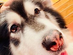 -和它·交个朋友·狗咖猫咖(爱琴海店)