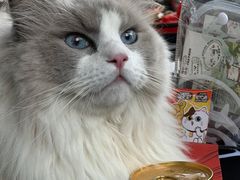 -猫抓烤肉(春熙路店)