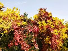 -塘沽森林公园