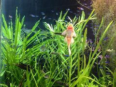 -上海海洋水族馆