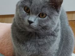 -哥老官重庆美蛙鱼头(五角场合生汇店)