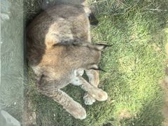 -青藏高原野生动物园