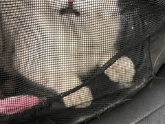 -芭比堂动物医院·犬猫全科·异宠专科(雁塔分院)