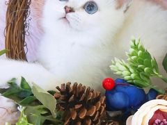 -十年猫舍·猫咪专门店(普陀店)