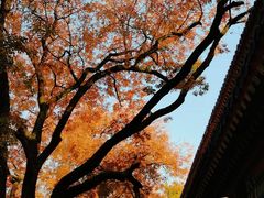 -灵谷景区