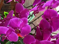 -半天妖烤鱼(芝罘万达店)