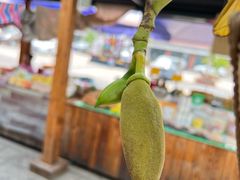 -西双版纳傣族园