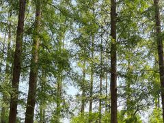 -黄海国家森林公园