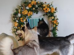 -Husky Go! 哈士奇体验馆·宠物咖啡厅狗咖