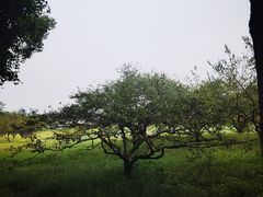 -上海海湾国家森林公园