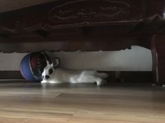 -瑞派·关忠动物医院·异宠专科·犬猫肿瘤·皮肤专科(望京店)