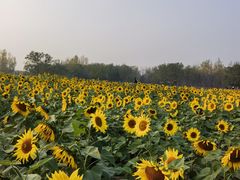 -汉长安城未央宫国家考古遗址公园