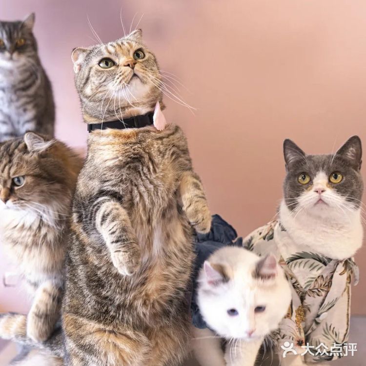 北京路独栋三层猫咖,男朋友赖着不肯走…