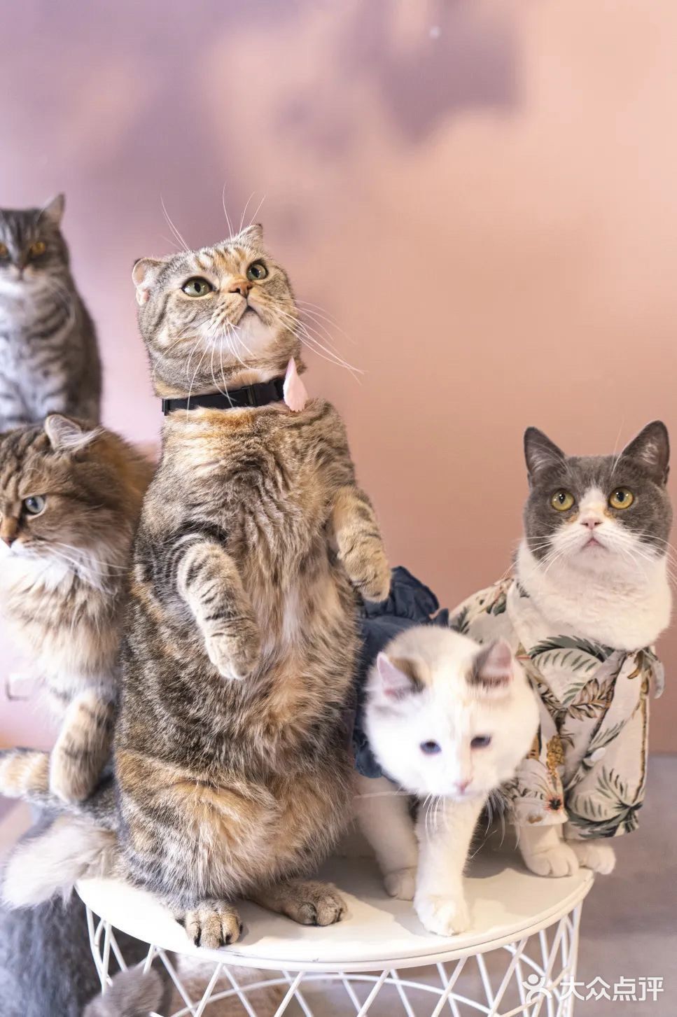 北京路独栋三层猫咖，男朋友赖着不肯走…