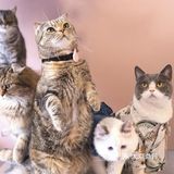 北京路独栋三层猫咖，男朋友赖着不肯走…