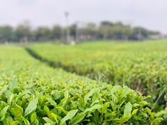 -雪绿茶博物馆