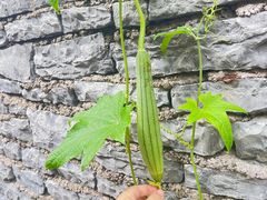 -高荡千年布依古寨旅游景区
