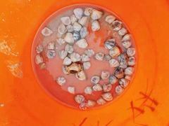 -红树林天天赶海