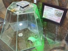 -上海大自然野生昆虫馆(东方明珠·爬宠昆虫探索中心)