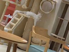 -藏猫猫咖啡主题馆(中央大道店)