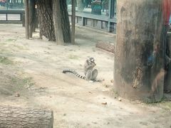环尾狐猴-北京动物园