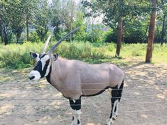 -大连森林动物园