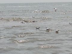 -老虎石海上公园