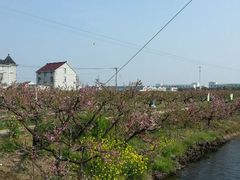 android_upload_pic-南汇桃花村
