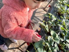 -甜心庄园·甜心草莓采摘园(西青中北店)