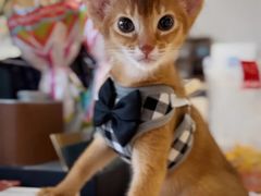 -欣宠猫屋·矮脚拿破仑·蓝金金渐层