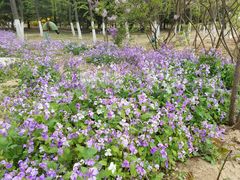 -大兴滨河森林公园