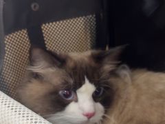 -唐小姐の猫狗洗护·购宠旗舰店(周浦万达店)