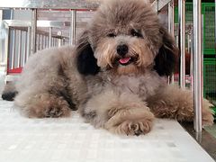 -皇家名犬舍