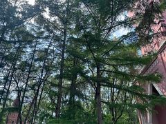 -黑龙江省森林植物园