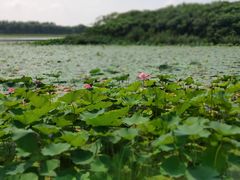 -丁香湖公园
