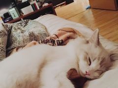 -猫大福·Fortune Cat猫舍(百子湾店)