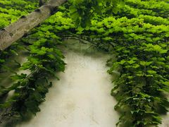 -朱洪元苏式面馆(绿宝广场店)