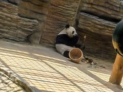 -西霞口神雕山野生动物世界