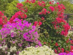 -莲花山公园
