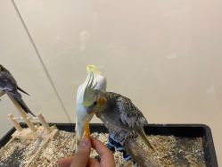 -Moni星球萌宠·小马宝莉·灵蛇·高端高阶全萌宠互动体验俱乐部(红豆国际广场店)